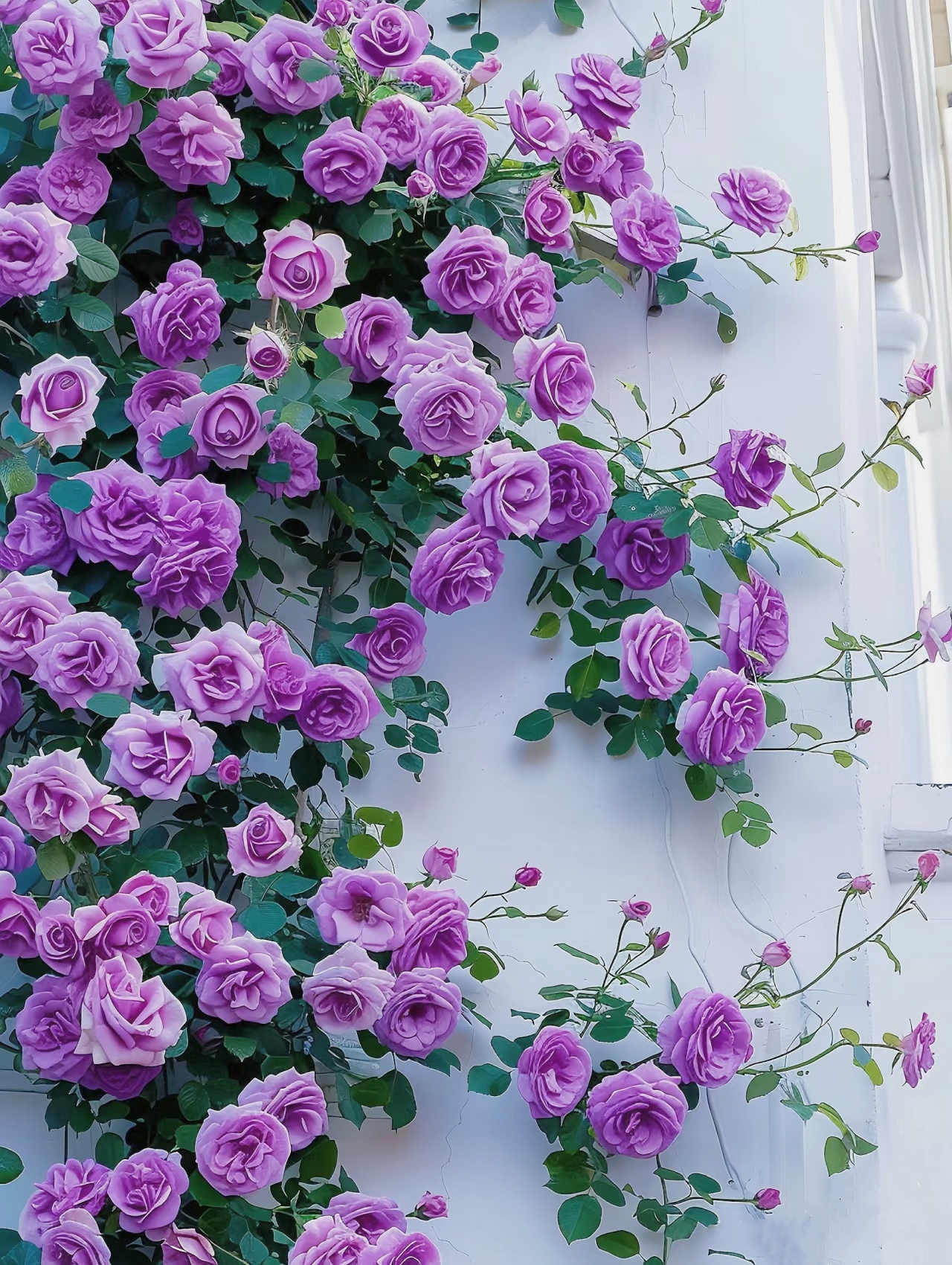 🌹49% OFF🌹Unique Garden Climbing Rose Flower Seeds- Lucky Rising-Plantjoyfarm-