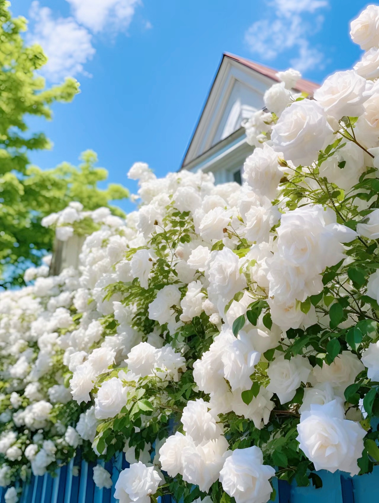 🌹49% OFF🌹Unique Garden Climbing Rose Flower Seeds- Lucky Rising-Plantjoyfarm-