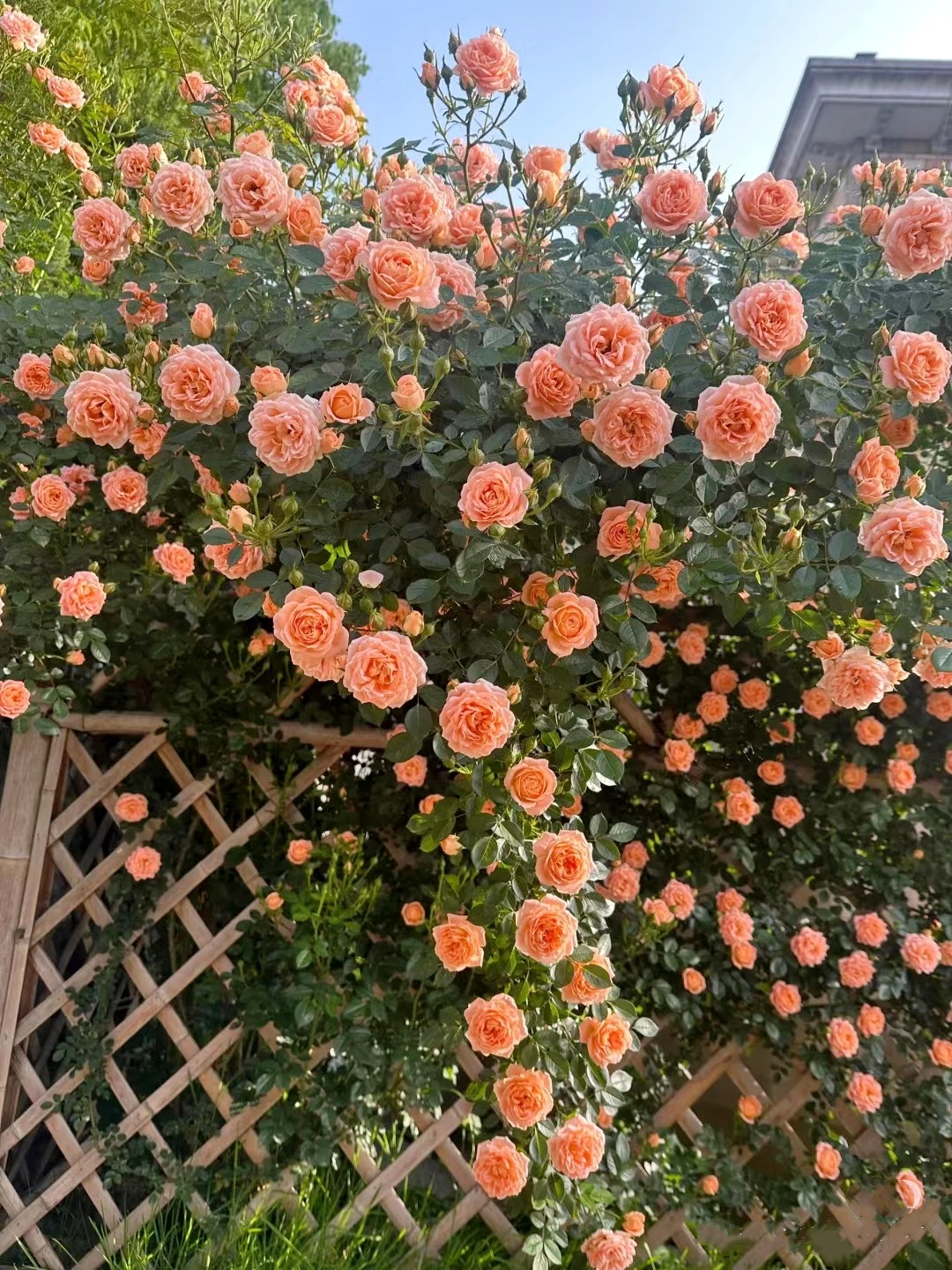 🌹49% OFF🌹Unique Garden Climbing Rose Flower Seeds- Lucky Rising-Plantjoyfarm-