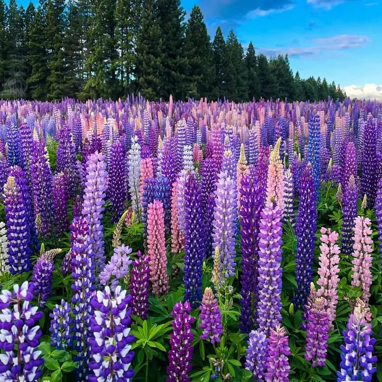 Mixed-color Lupine Seeds🎉-Plantjoyfarm-