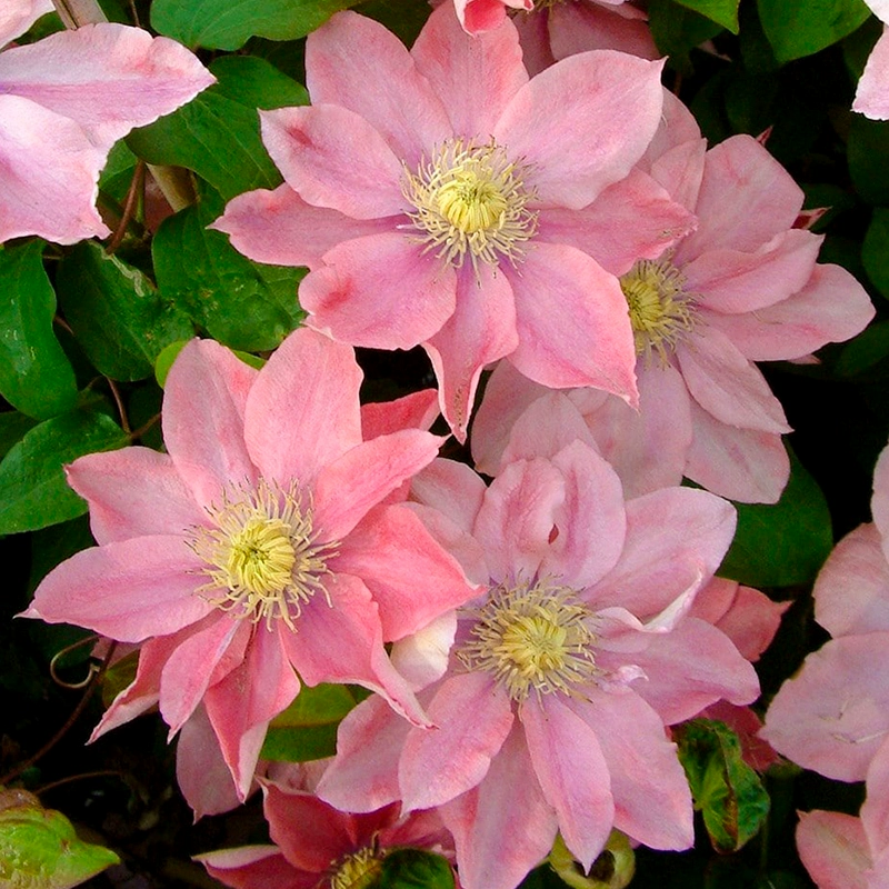 🌷Clematis - Garden’s All-Season Blooming Wonder-Plantjoyfarm-