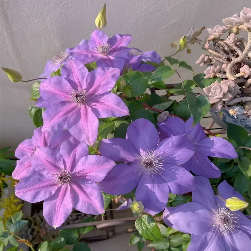 🌷Clematis - Garden’s All-Season Blooming Wonder-Plantjoyfarm-
