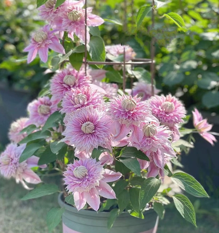 🌷Clematis - Garden’s All-Season Blooming Wonder-Plantjoyfarm-