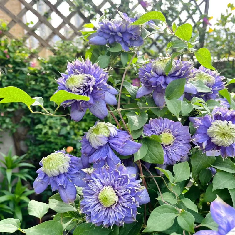 🌷Clematis - Garden’s All-Season Blooming Wonder-Plantjoyfarm-