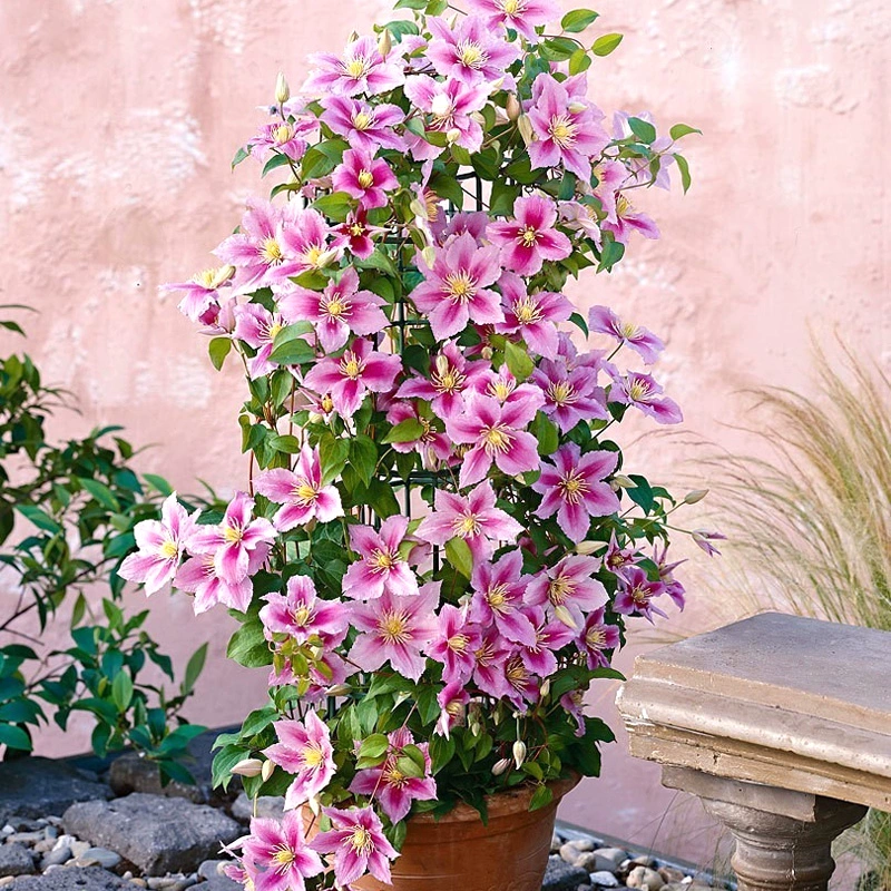 🌷Clematis - Garden’s All-Season Blooming Wonder-Plantjoyfarm-