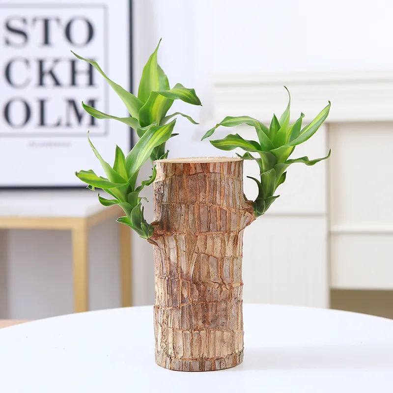 🔥 LAST DAY SALE - 50% OFF🔥 LUCKY BRAZIL WOOD POTTED PLANT-2.16inch🎊-GERMINATE WITHIN THREE DAYS-Plantjoyfarm-