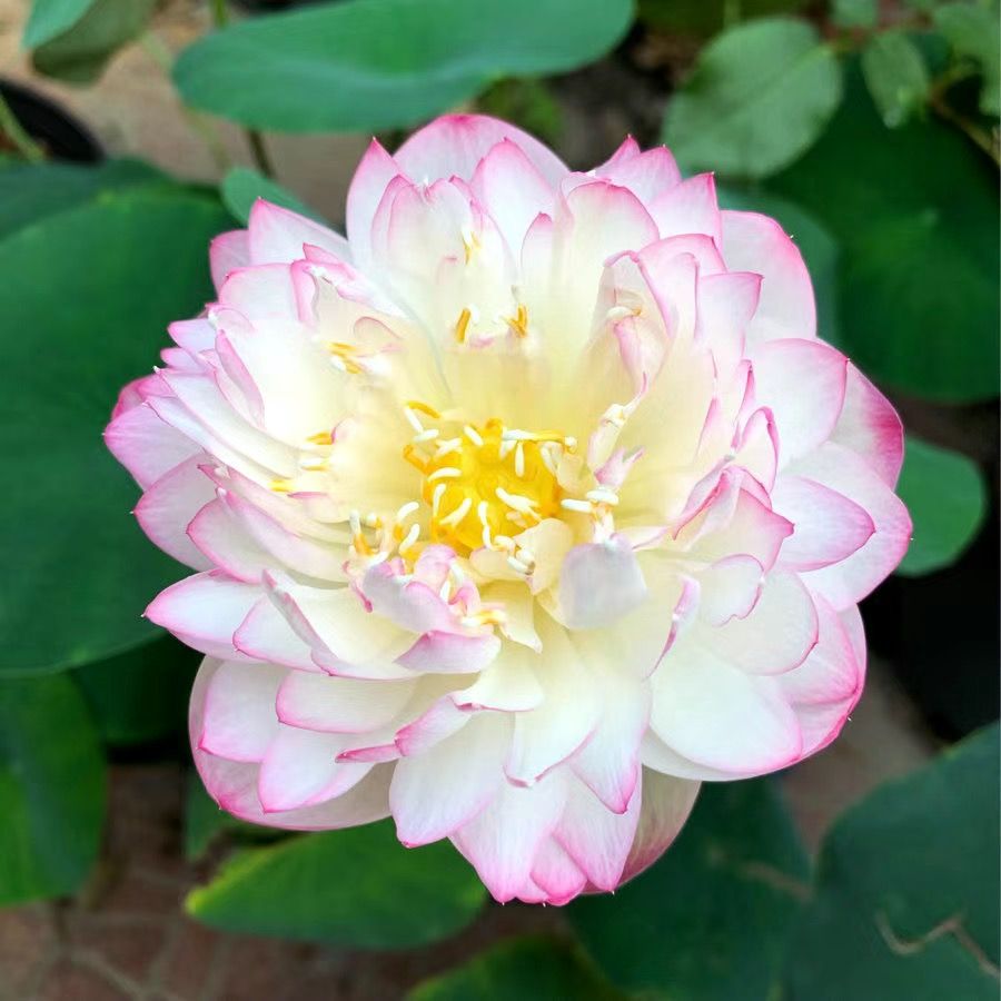🌸【7 days germination】Last Day Sale - 50% OFF💐The Sacred Bonsai Bowl Lotus Flower-Plantjoyfarm-