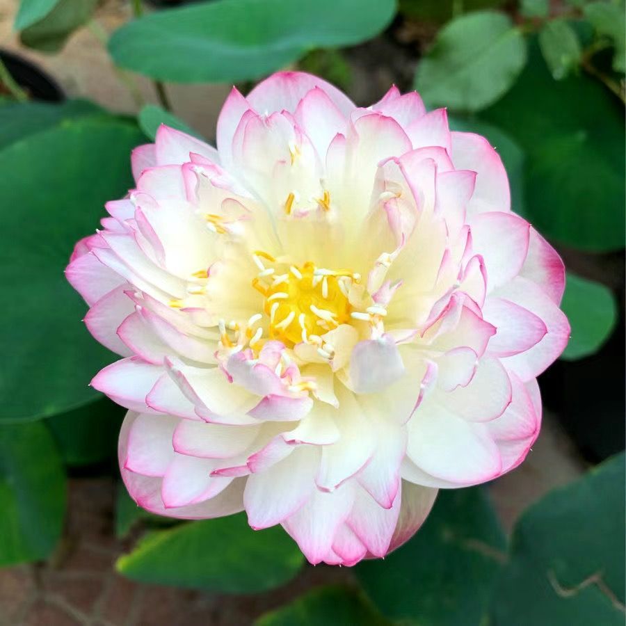 【🌸7 days germination🌸】Last Day Sale - 50% OFF💐The Sacred Bonsai Bowl Lotus Flower-Plantjoyfarm-