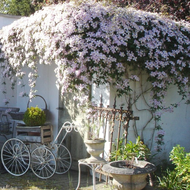 🌷Clematis - Garden’s All-Season Blooming Wonder-Plantjoyfarm-
