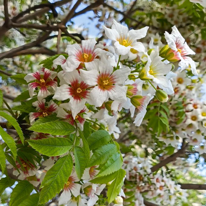 Xanthoceras Sorbifolia Flower🌺Flowers Bloom And Good Luck Comes-Plantjoyfarm-