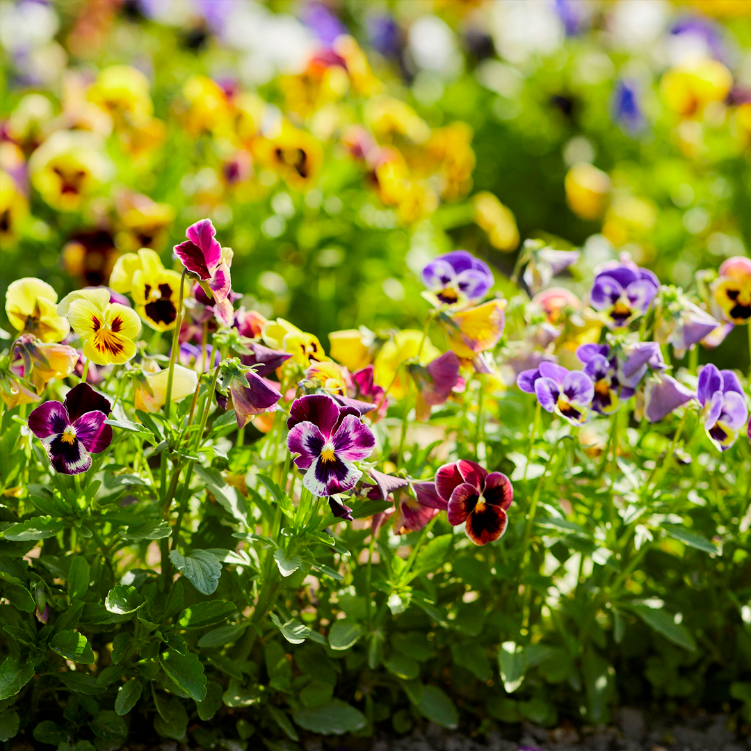 Pansy Seeds - Mix-Plantjoyfarm-Flower Seeds