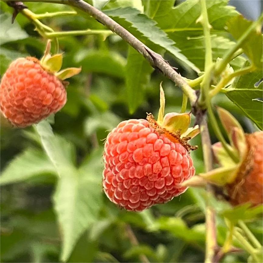 Large Fruited Raspberry Seeds-Plantjoyfarm-