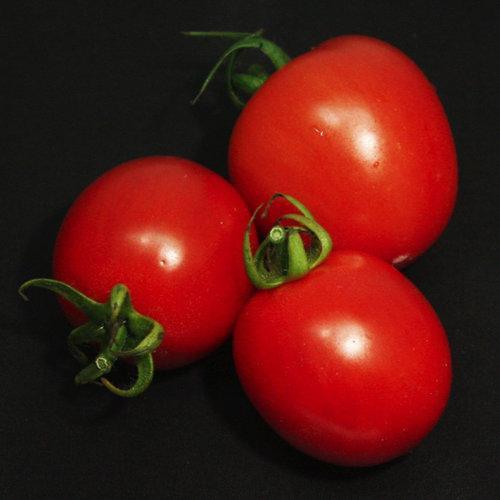 Garden Gem Tomatoes-Plantjoyfarm-Fruit Seeds