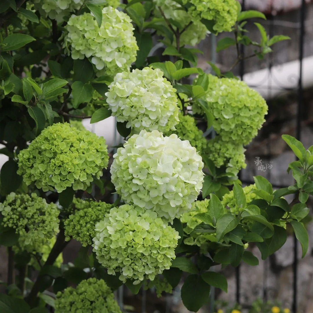 80 Pcs Hydrangea Seeds-Plantjoyfarm-Hydrangea