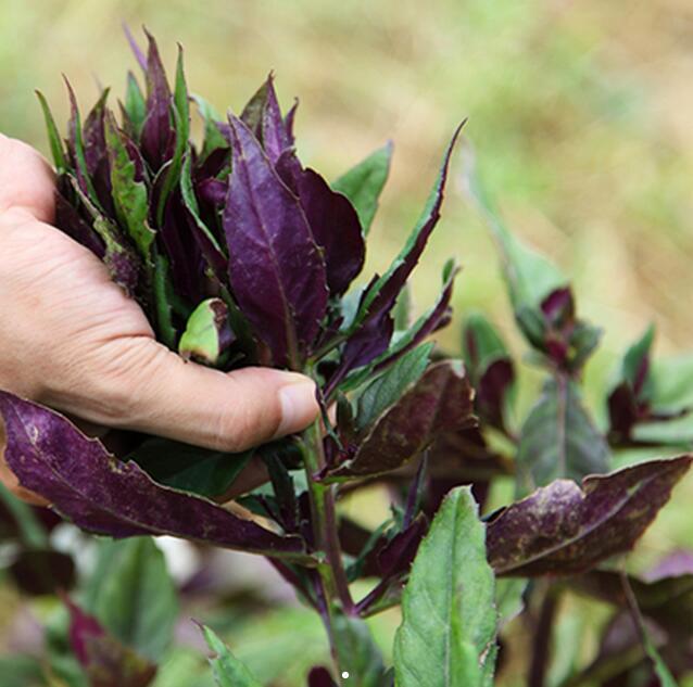 Gynura Bicolor Seeds-Plantjoyfarm-Vegetable Seeds,best selling