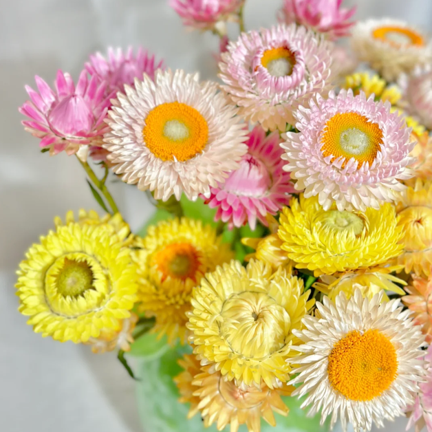 🌻Straw Chrysanthemum-Plantjoyfarm-best selling,Garden Seeds