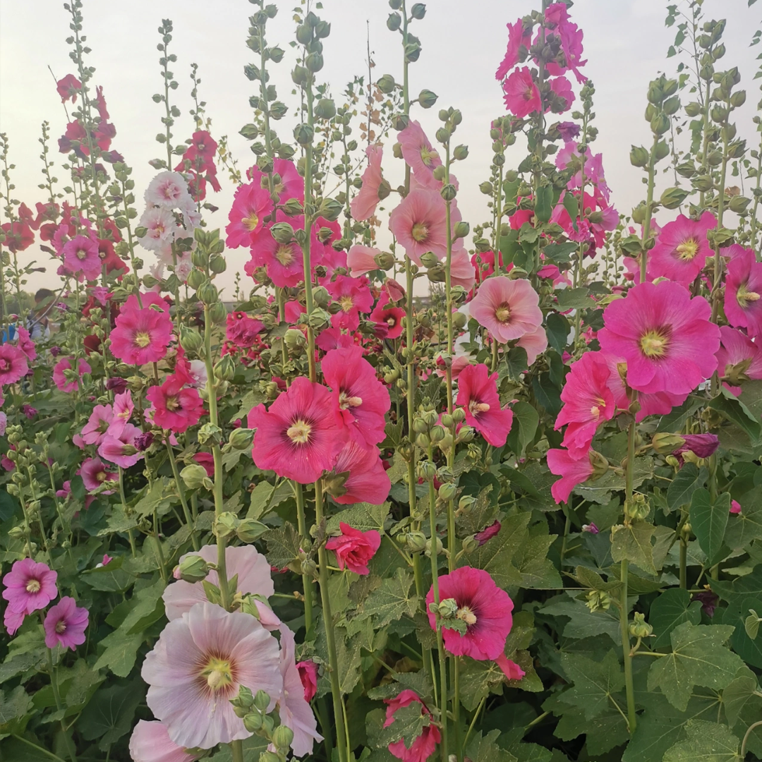 Hollyhock Seeds - Single Mix-Plantjoyfarm-Flower Seeds