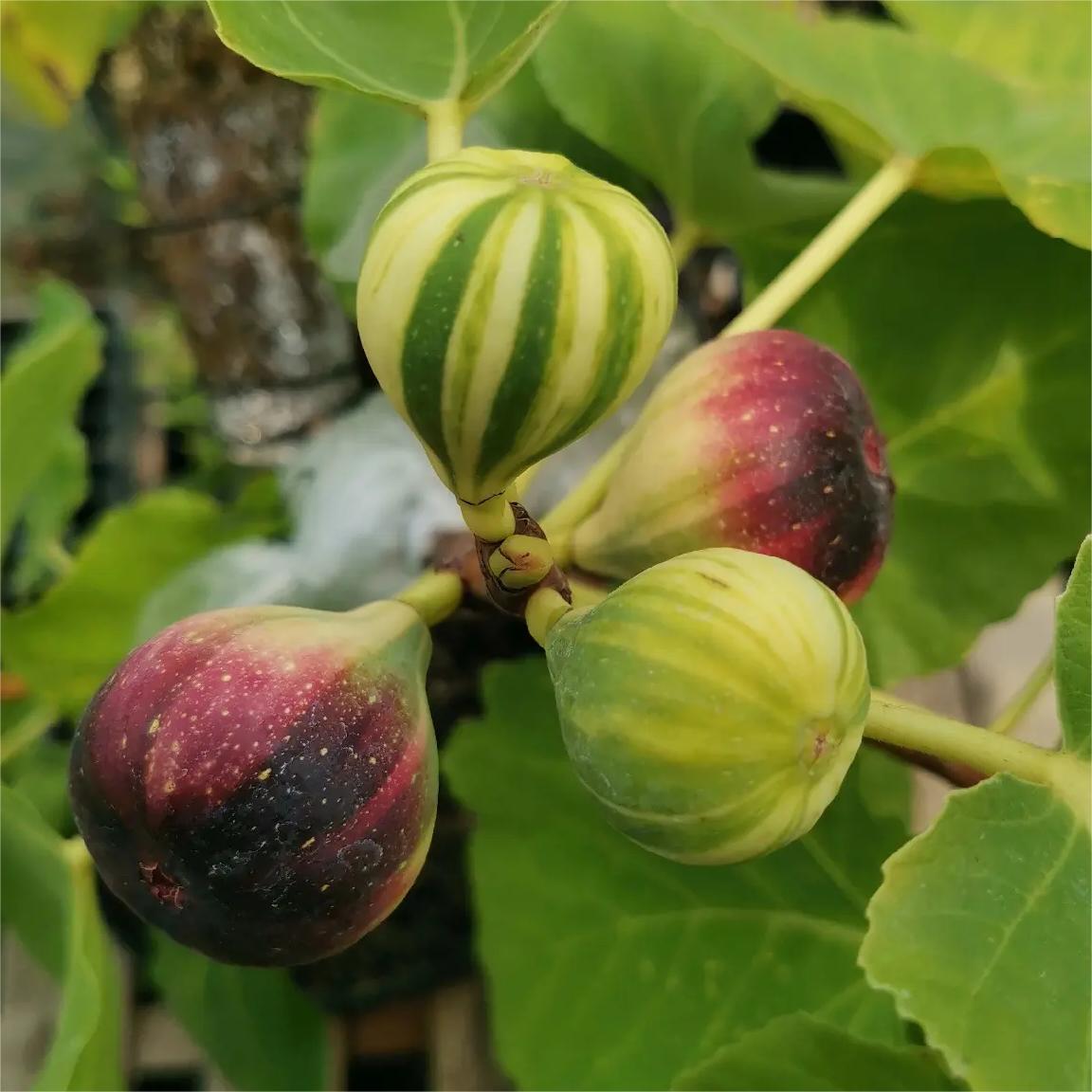 Rainbow Figs Seeds-Plantjoyfarm-