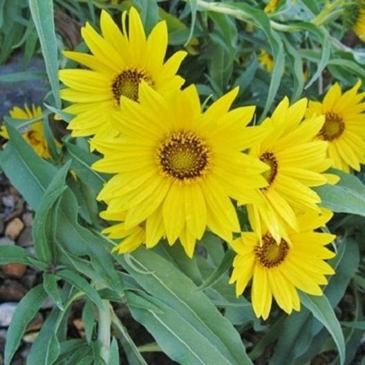 SUNFLOWER SEEDS - MAXIMILIAN-Plantjoyfarm-Sunflower Seeds,best selling