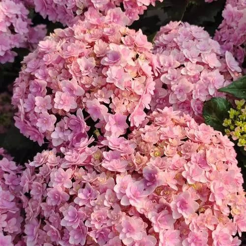 🔥Last Day 49%OFF - Colorful Giant Hydrangea Seeds-Perennial Flower Seeds