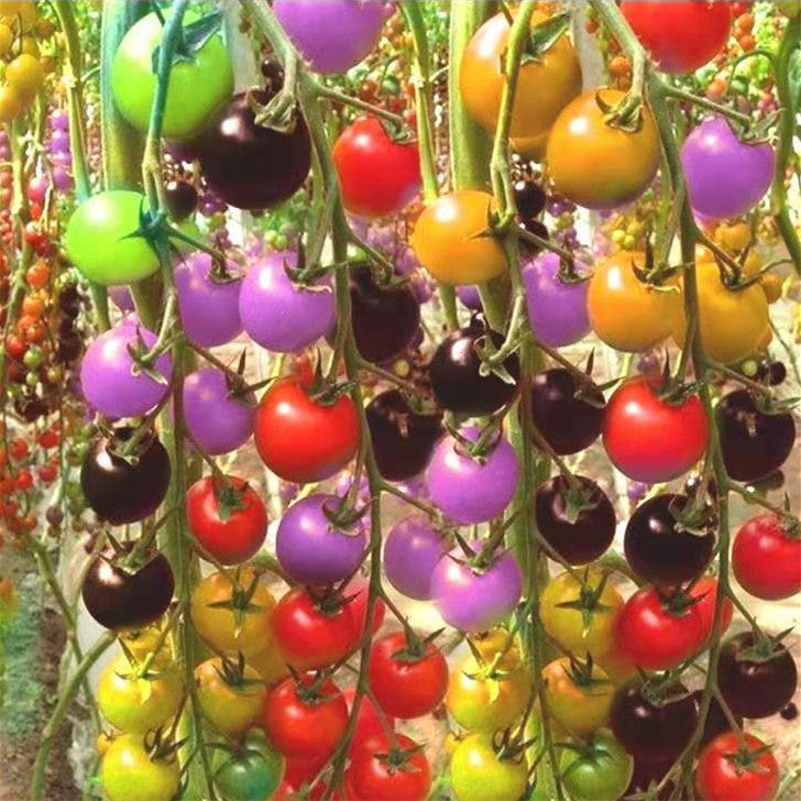 Colorful Cherry Tomatoes Seeds-Plantjoyfarm-Fruit Seeds,best selling