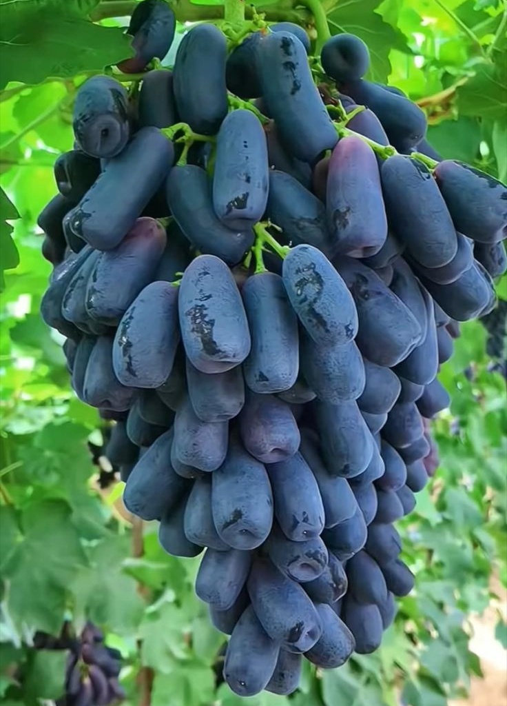 🔥Last Day 50% OFF- High-Quaility Sapphire Grapes Seeds- 98% Germination-Plantjoyfarm-Fruit Seeds