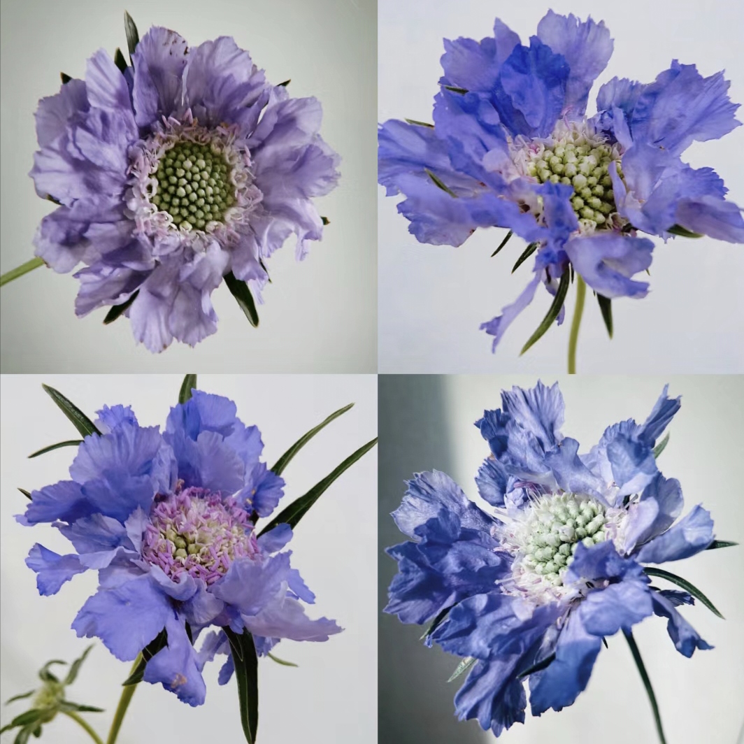 Scabiosa Comosa Seeds-Plantjoyfarm-Flower Seeds,Garden Seeds,best selling