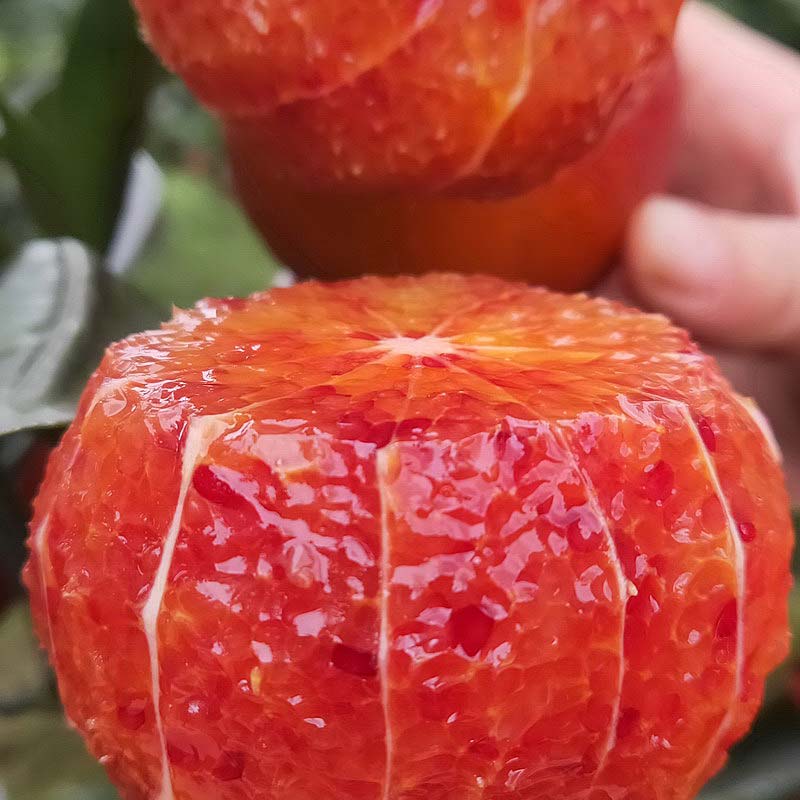 Red Flesh Blood Orange Seeds(🪴Can be potted)-Plantjoyfarm-