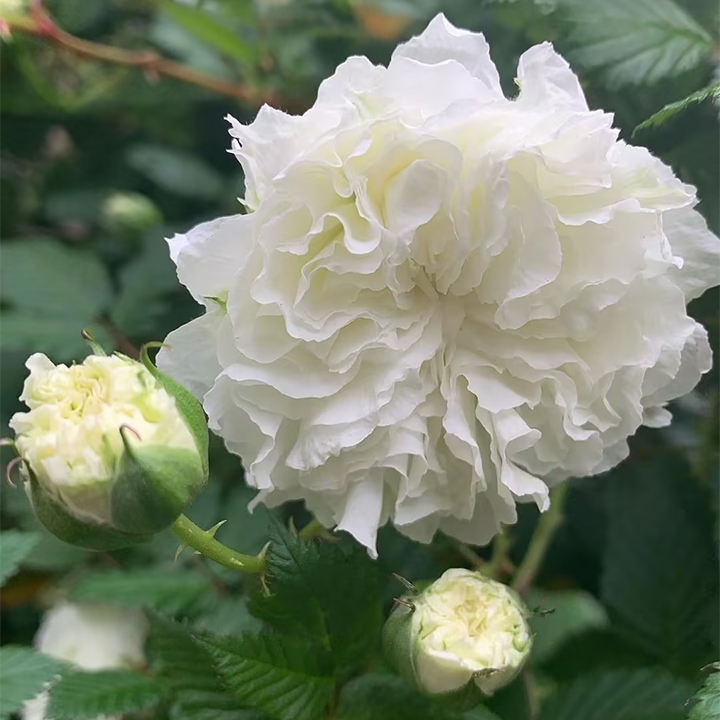 Blanc Double-Blossom de Coubert Seeds-Plantjoyfarm-Flower Seeds,Garden Seeds,best selling