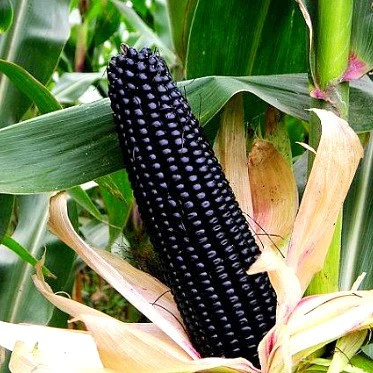 Black Corn Seeds-Organic Maiz Morado-Plantjoyfarm-Vegetable Seeds,best selling