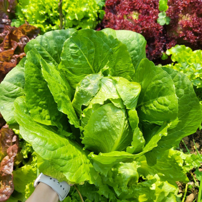 Organic Lettuce Seeds-Plantjoyfarm-Vegetable Seeds,best selling