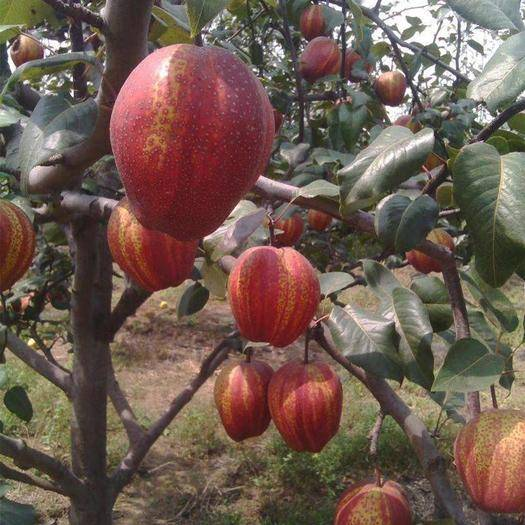 Pyrus pyrifolia 'Nijisseiki'🌈Rainbow Pear Seeds-Plantjoyfarm-