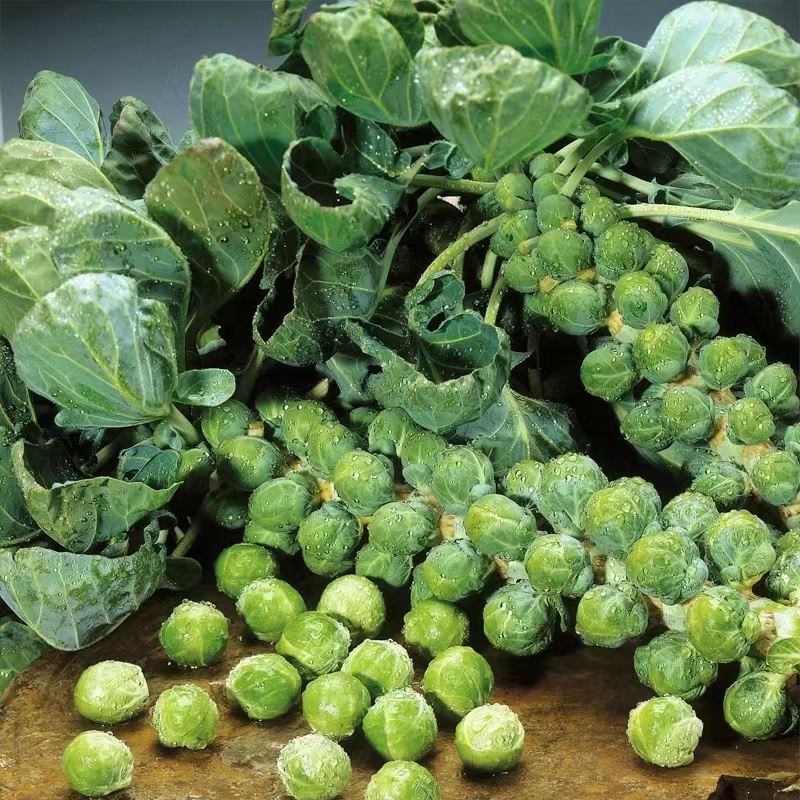 Brussels Sprout Seeds - Rare Heirloom Brussel Sprout Seeds-Plantjoyfarm-Vegetable Seeds,best selling