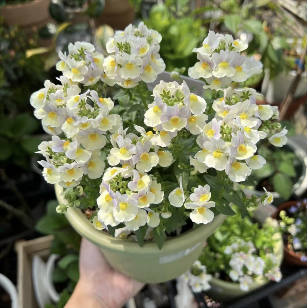 🌼Nemesia - Sincere Love-Plantjoyfarm-Flower Seeds,Garden Seeds,best selling