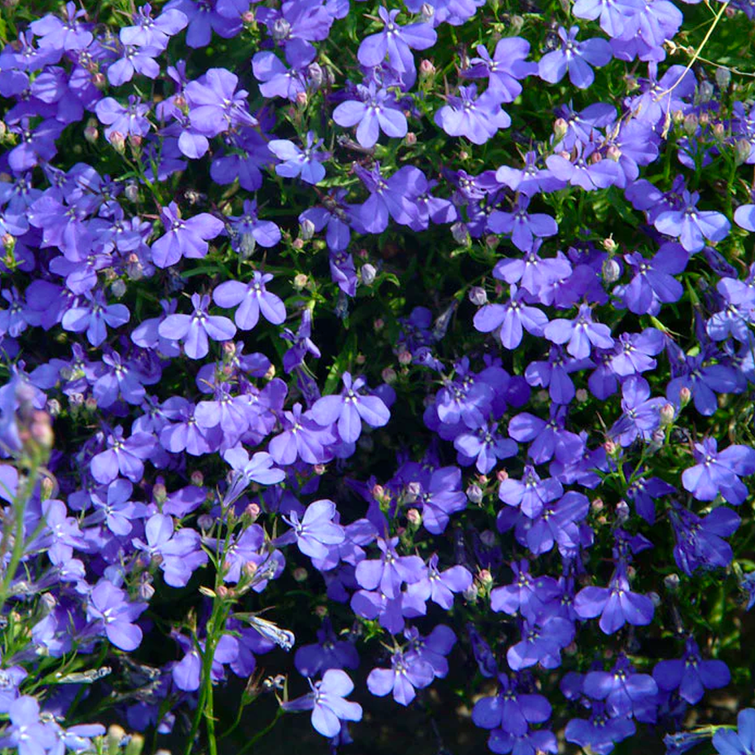 Lobelia Seeds - Blue Carpet-Plantjoyfarm-Flower Seeds