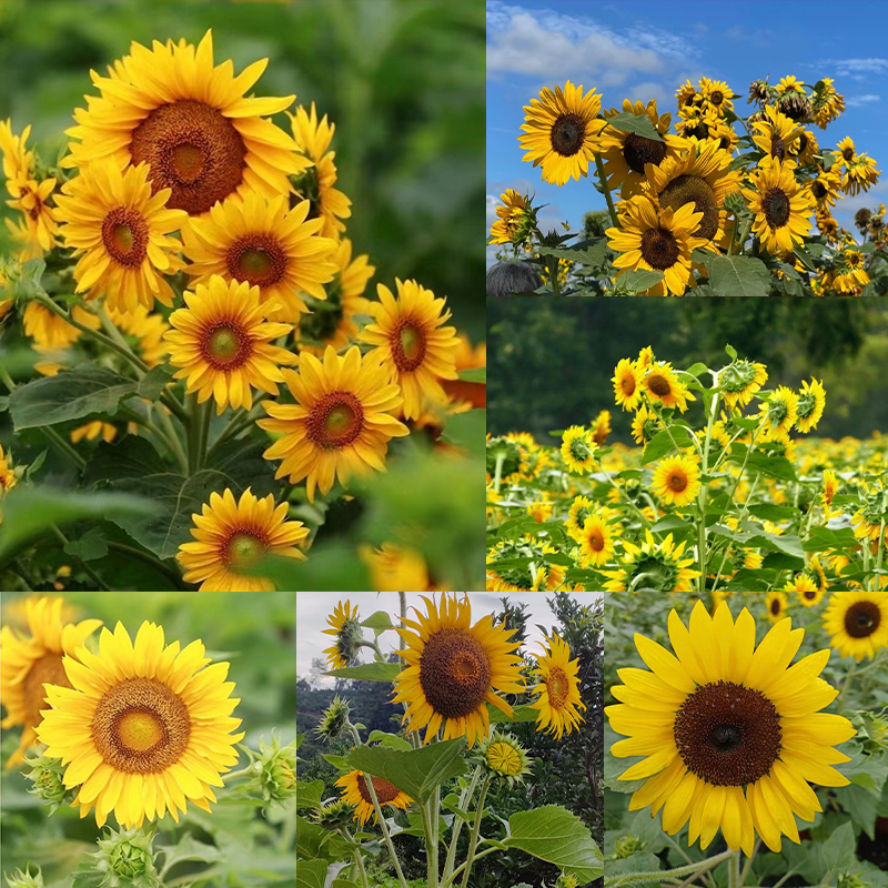 Multi-headed sunflower seeds-Plantjoyfarm-Sunflower Seeds,best selling