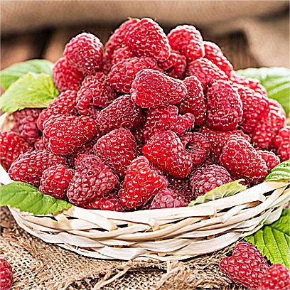 Large Fruited Raspberry Seeds-Plantjoyfarm-
