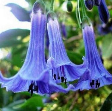 50pcs/Bag Datura Brugmansia Seeds Potted Bonsai Trumpets Angel Flower Seeds-Plantjoyfarm-Garden Seeds,best selling