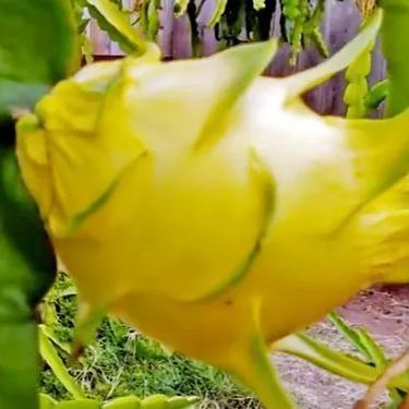 Multi-colored Dragon Fruit Seeds-Plantjoyfarm-Fruit Seeds,best selling