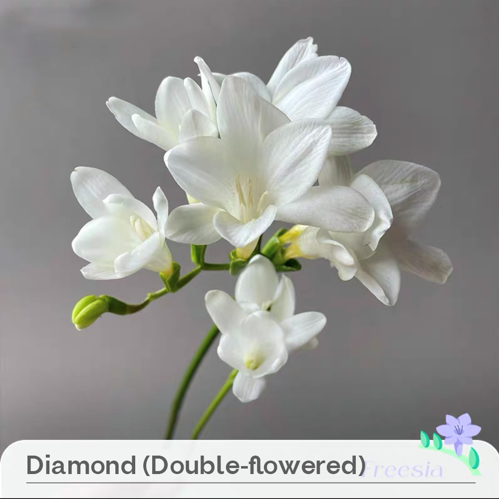Freesia Bulbs --Comming Soon-Plantjoyfarm-Flower Seeds,flower bulb
