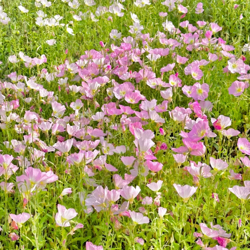 🌺Evening Primrose—Sea Of Pink Flowers-Plantjoyfarm-best selling,Garden Seeds