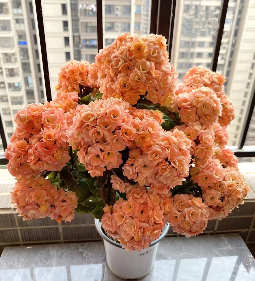 Kalanchoe Seed Garden Planting-Plantjoyfarm-Flower Seeds,Garden Seeds,best selling