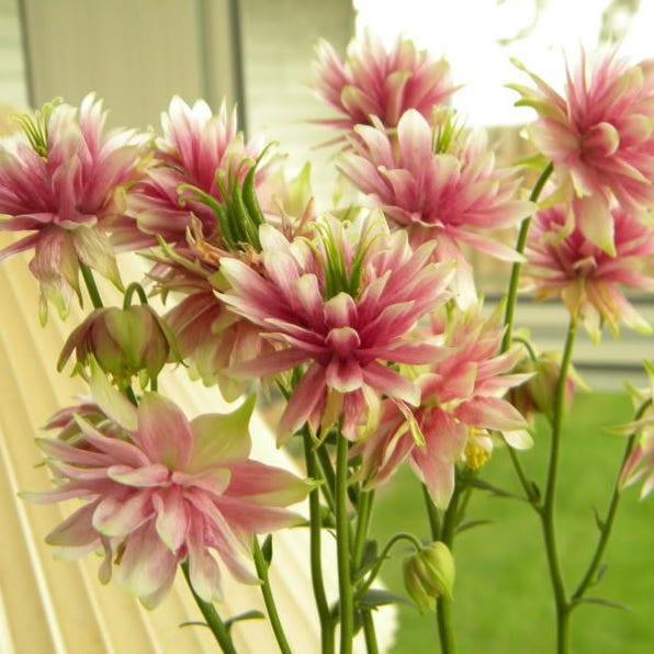NORA BARLOW Pink COLUMBINE Aquilegia Caerulea Flower Seeds-Plantjoyfarm-Flower Seeds,Garden Seeds,best selling