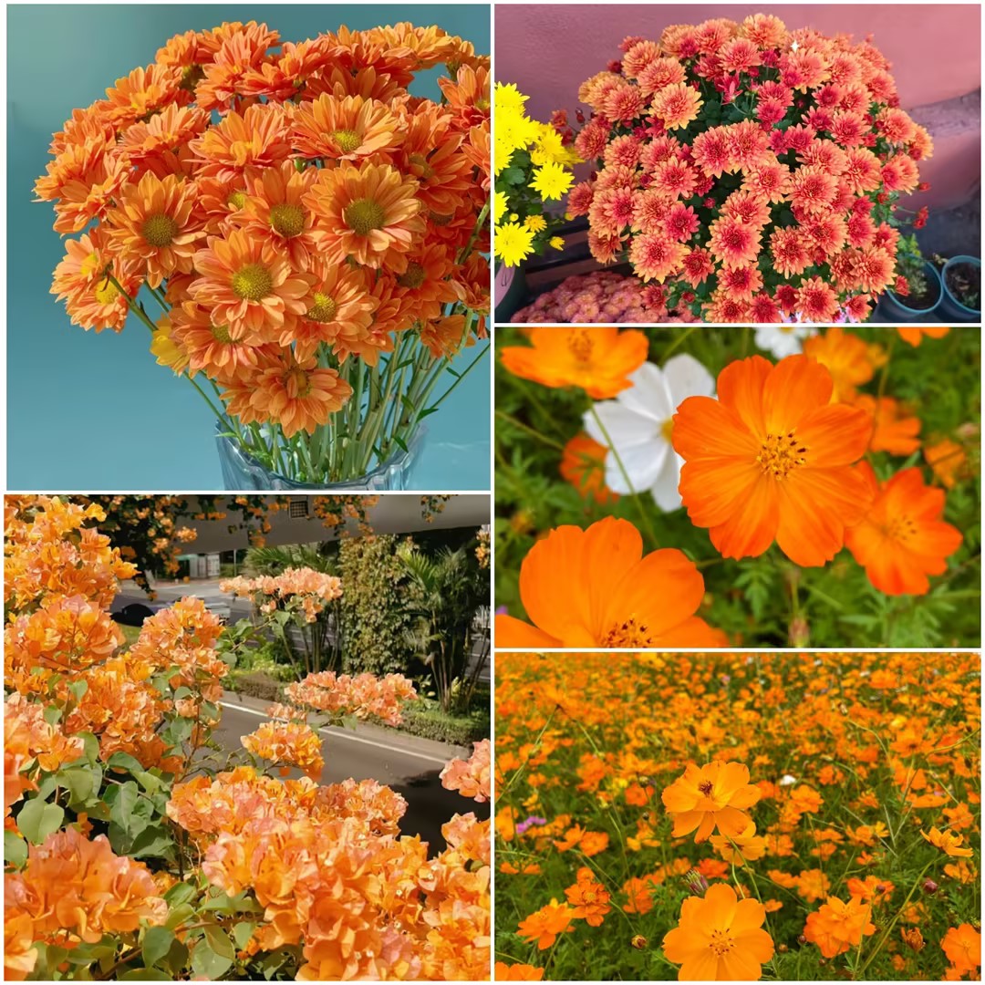 Orange You Glad - Orange Flower Seed Mix-Plantjoyfarm-Flower Seeds,Garden Seeds,best selling