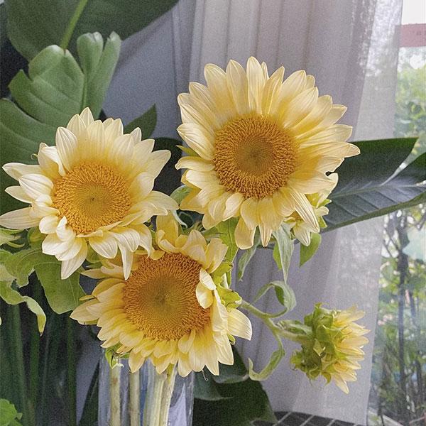 Butter Sunflower Seeds-Plantjoyfarm-Sunflower Seeds,best selling
