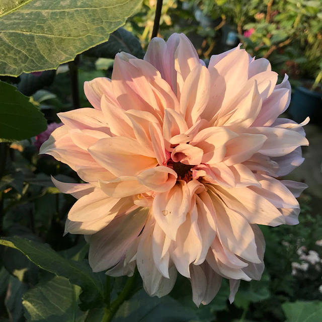 Mixed Giant Dahlia Seeds-Plantjoyfarm-Flower Seeds,Garden Seeds,best selling