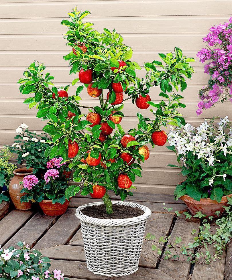 Scarlet Sentinel Columnar Apple Tree Seeds-Plantjoyfarm-Fruit Seeds