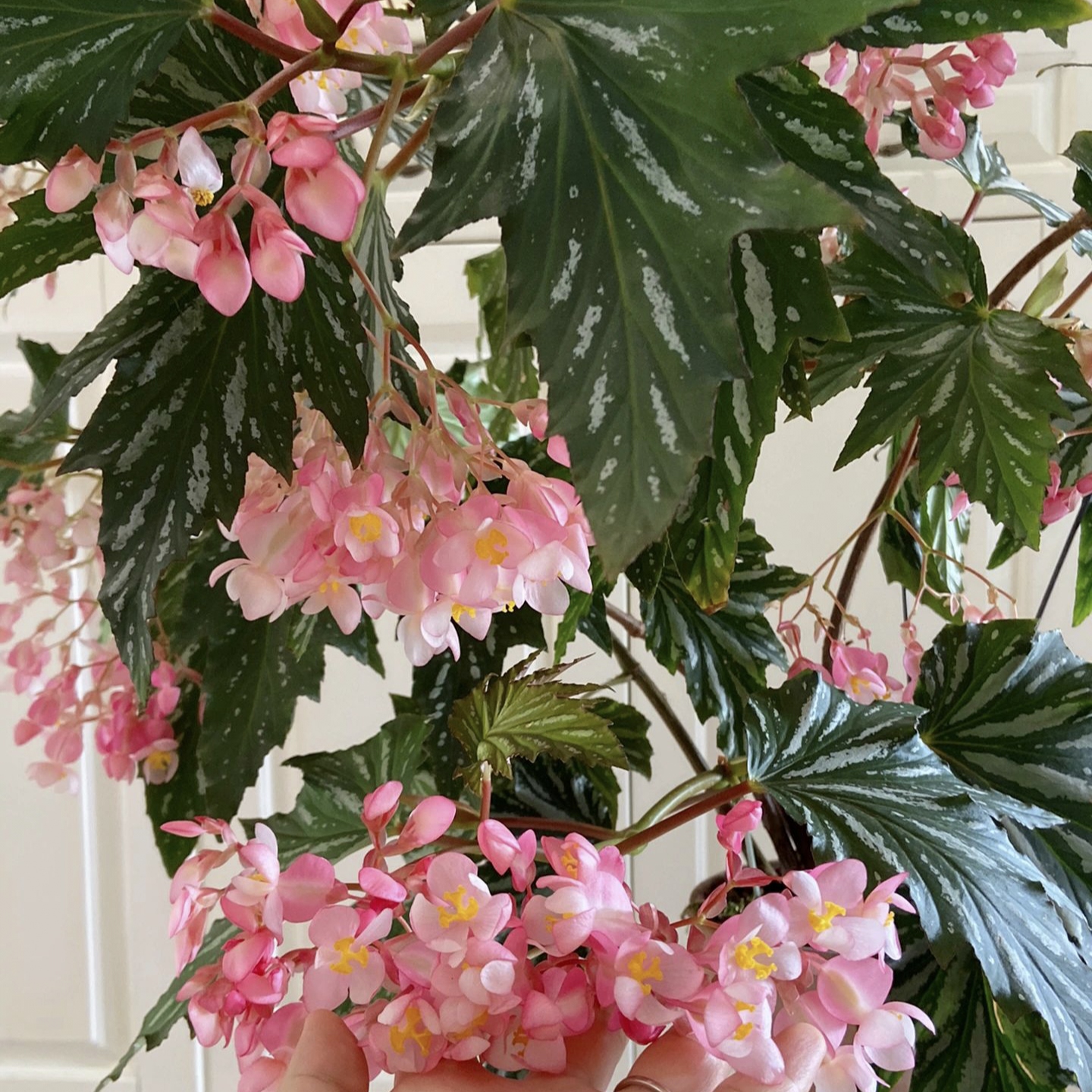 Begonia Aconitifolia-Plantjoyfarm-Flowers Seeds,Garden Seeds,best selling