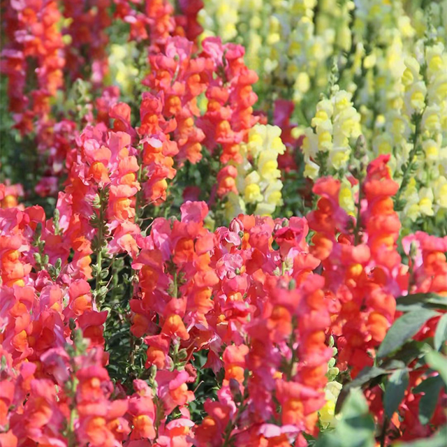 Dwarf Snapdragon  Seed Mixed-Plantjoyfarm-Flowers Seeds,Garden Seeds,best selling