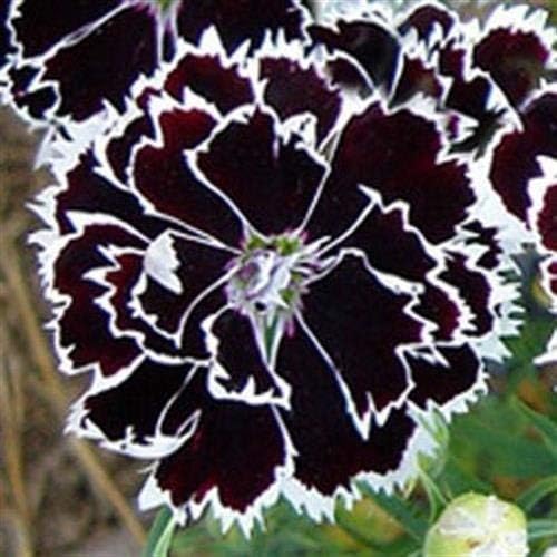 Dianthus Heddewigii Black White Carnation Flower Seed, Dianthus Flower, Natural, Non GMO, Heirloom-Plantjoyfarm-Flower Seeds,Garden Seeds,best selling